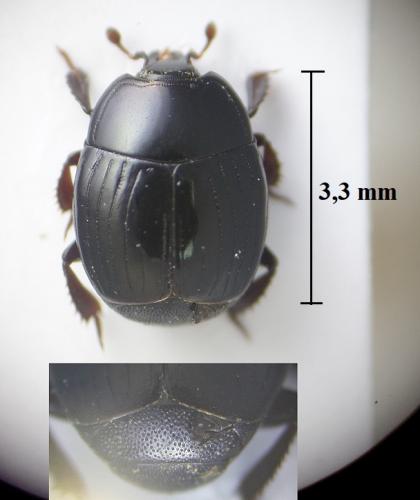 Margarinotus ruficornis